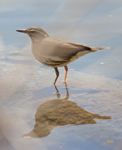 Louisianna Waterthrush 1748